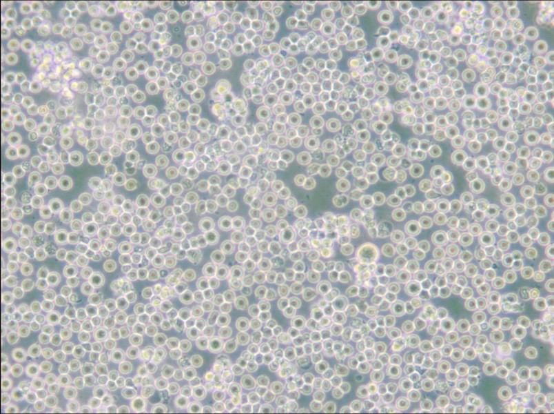 JM Cell Complete Medium - 5