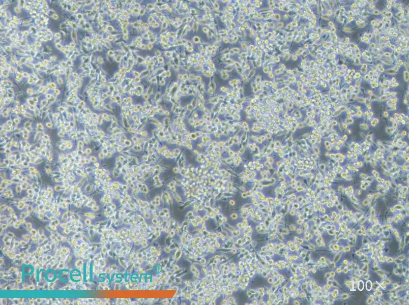BV2-EGFP Cell Complete Medium - 1