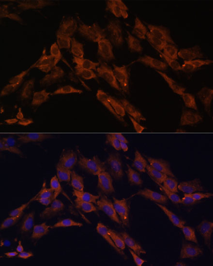 Immunofluorescence analysis of C6 cells using ENOX2 Polyclonal Antibody at dilution of  1:100. Blue: DAPI for nuclear staining.