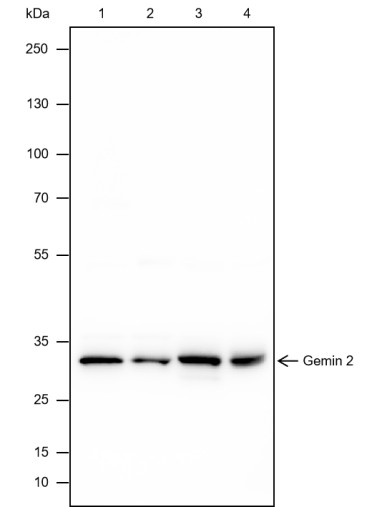 Recombinant Gemin 2 Monoclonal Antibody-searchlist-1