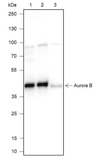 Recombinant Aurora B Monoclonal Antibody-searchlist-1