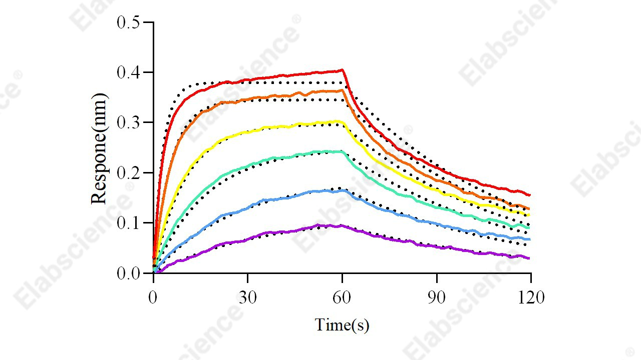 Recombinant Human FCGRT & B2M Heterodimer Protein - 3