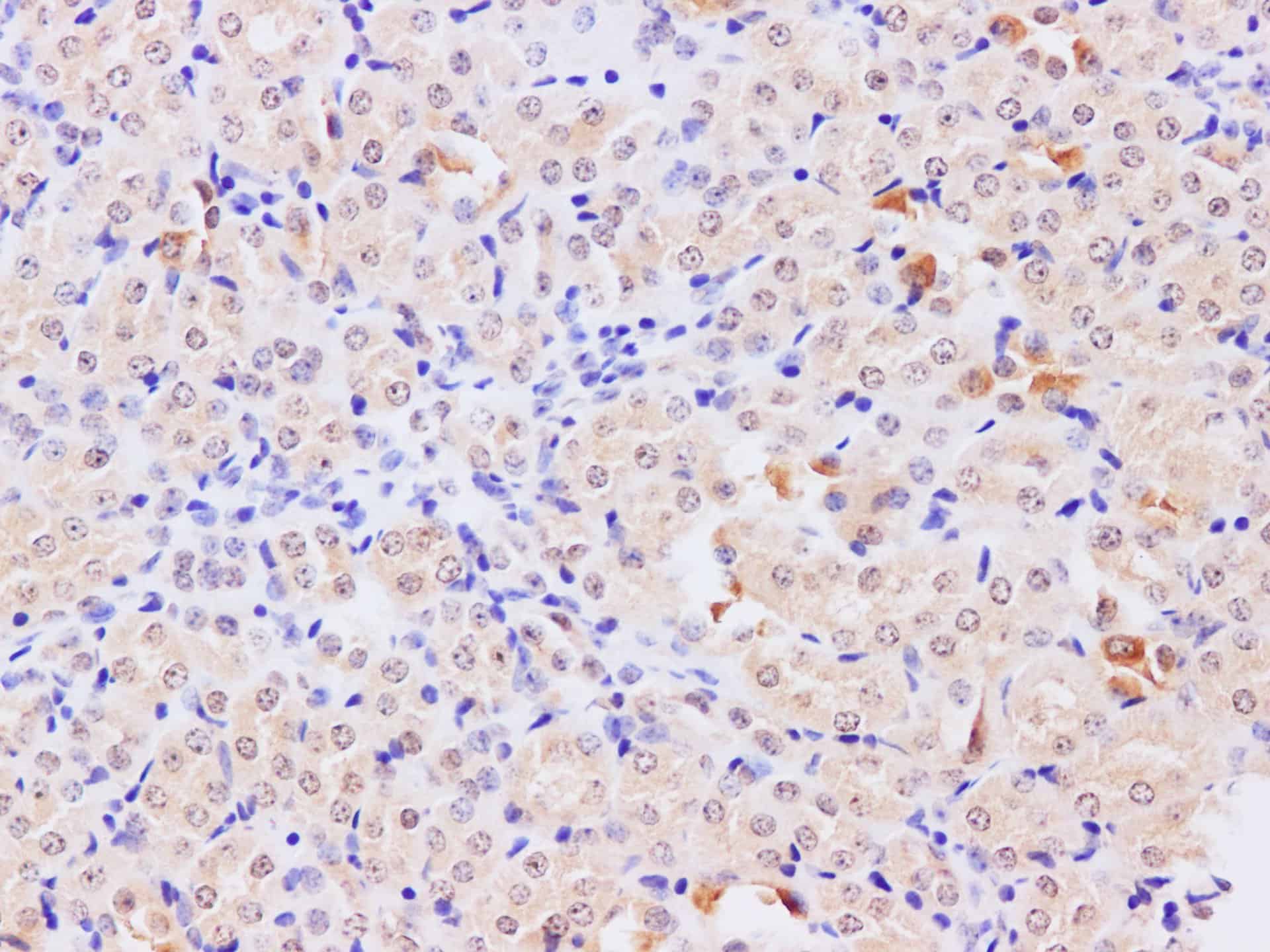 Immunohistochemistry of paraffin-embedded Mouse kidney using TRAF5 Polyclonal Antibody at dilution of 1:200