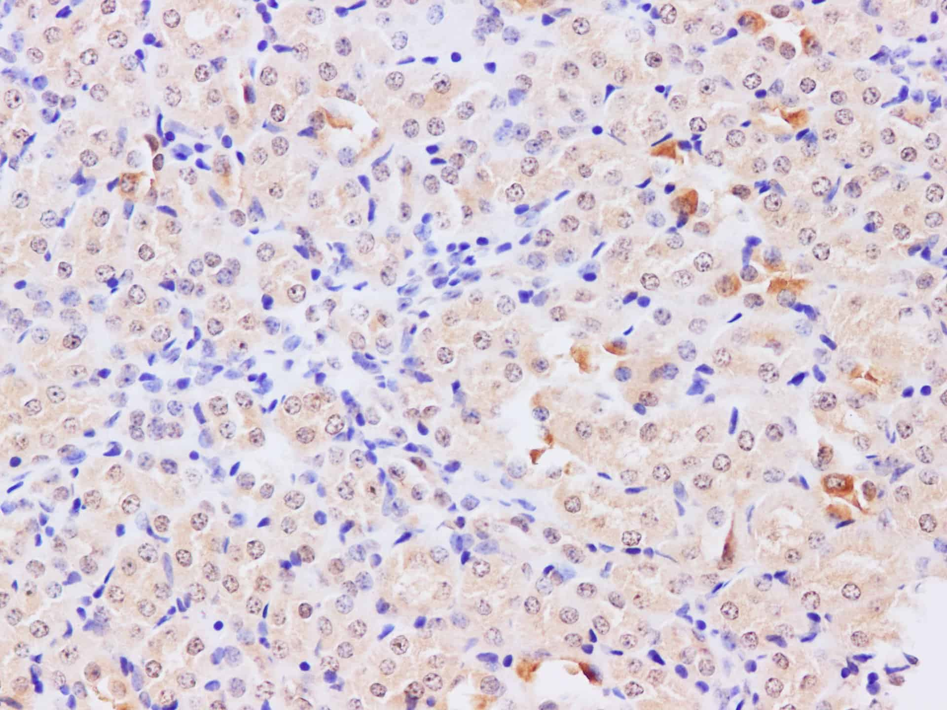 Immunohistochemistry of paraffin-embedded  Mouse kidney using TRAF5 Polyclonal Antibody at dilution of 1:200