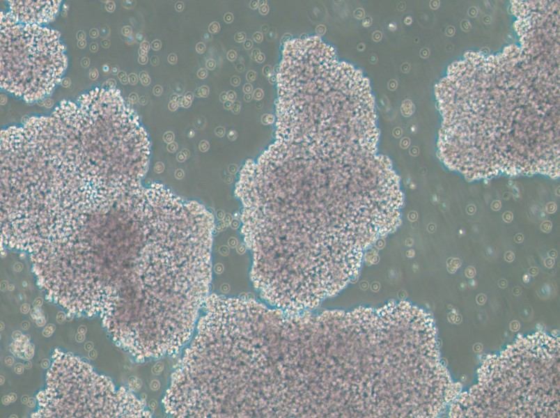 NCI-H1417 Cell Complete Medium-searchlist-1