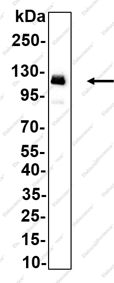 Recombinant PER3 Monoclonal Antibody - 1