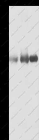 NECTIN1 Polyclonal Antibody - 1