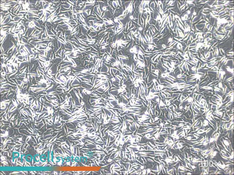 WM-266-4 Cell Complete MediumWM-266-4 Cell Complete Medium - 3