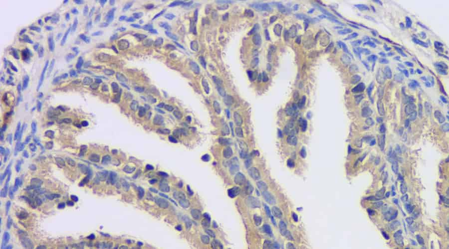 Immunofluorescence analysis of paraffin-embedded rat colon  using FSHR Polyclonal Antibody at dilution of 1:400.