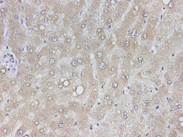 Purified Anti-Mouse/Human GAL3 Antibody[M3/38]-产品推荐-1
