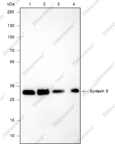 Recombinant Syntaxin 6 Monoclonal Antibody - 1
