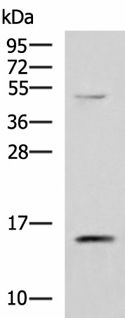 Western blot analysis of 293T cell lysate  using PHPT1 Polyclonal Antibody at dilution of 1:800