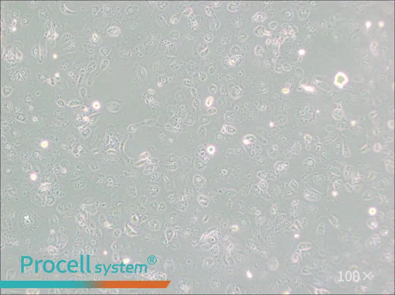 MARC-145 [Marc145] Cell Complete Medium - 1