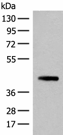 Western blot analysis of 293T cell lysate  using SMS Polyclonal Antibody at dilution of 1:500