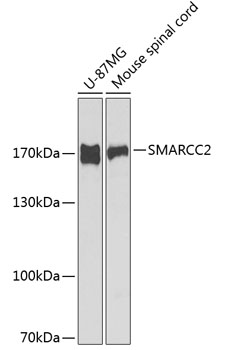 Western blot analysis of extracts of various cell lines using SMARCC2 Polyclonal Antibody at 1:1000 dilution.