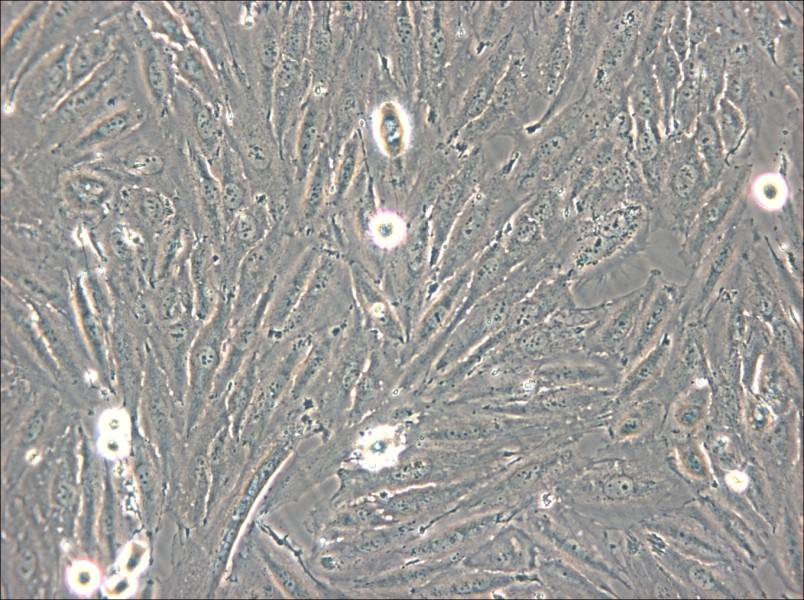 NCI-H2030 Cell Complete Medium - small - 5