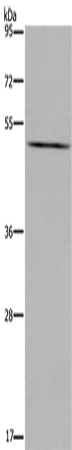 Western Blot analysis of LoVo cell using PTGER4 Polyclonal Antibody at dilution of 1:600