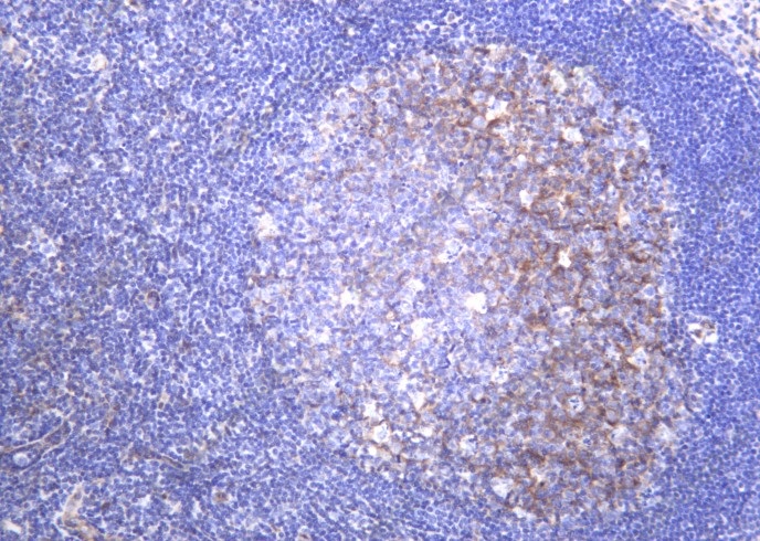 Recombinant Integrin α5 Monoclonal Antibody - 1