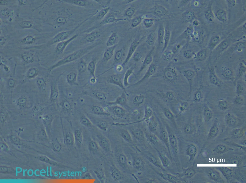Human Renal Podocyte Cell Complete Medium - small - 5