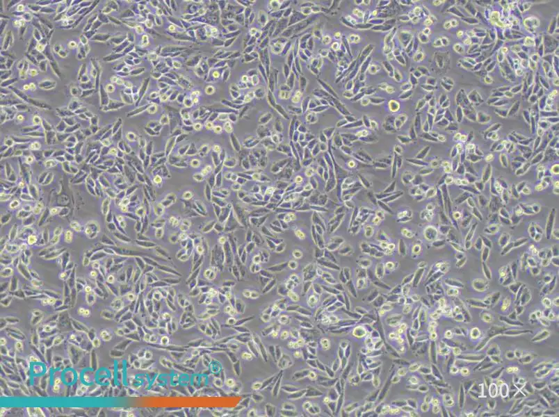 AA8 Cell Complete Medium - 1