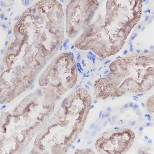 Recombinant CD13 Monoclonal Antibody - 3