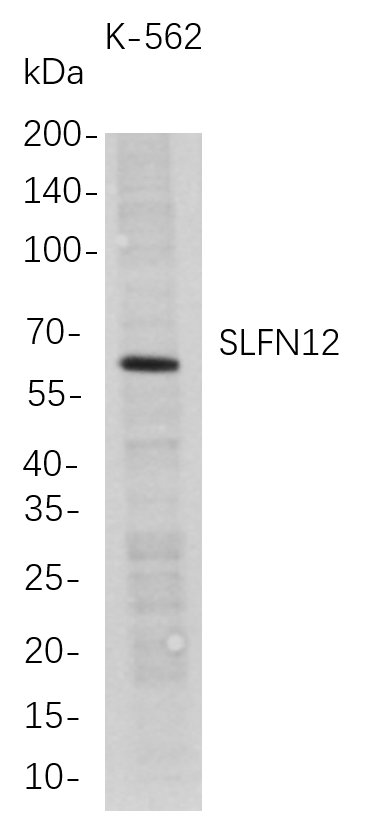 Recombinant SLFN12 Monoclonal Antibody-searchlist-1