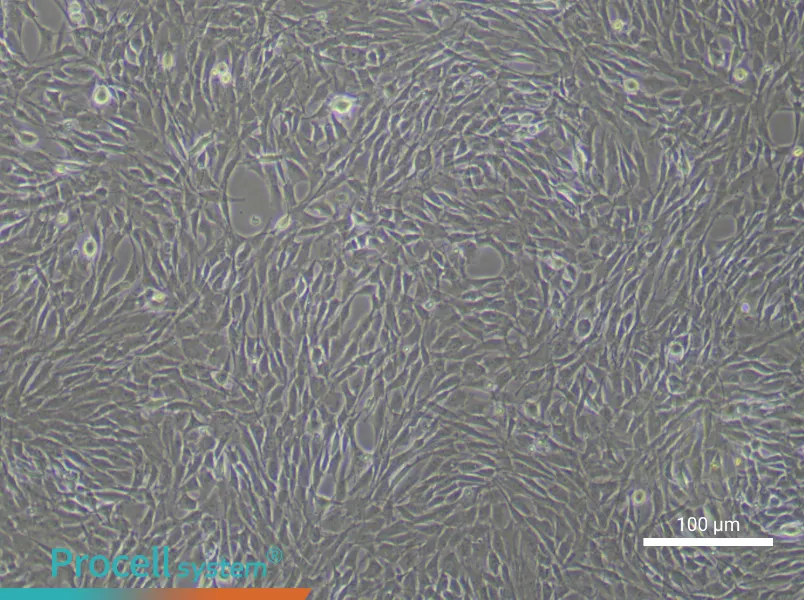 Rat Synovial Mesenchymal Stem Cell Complete MediumRat Synovial Mesenchymal Stem Cell Complete Medium - 3