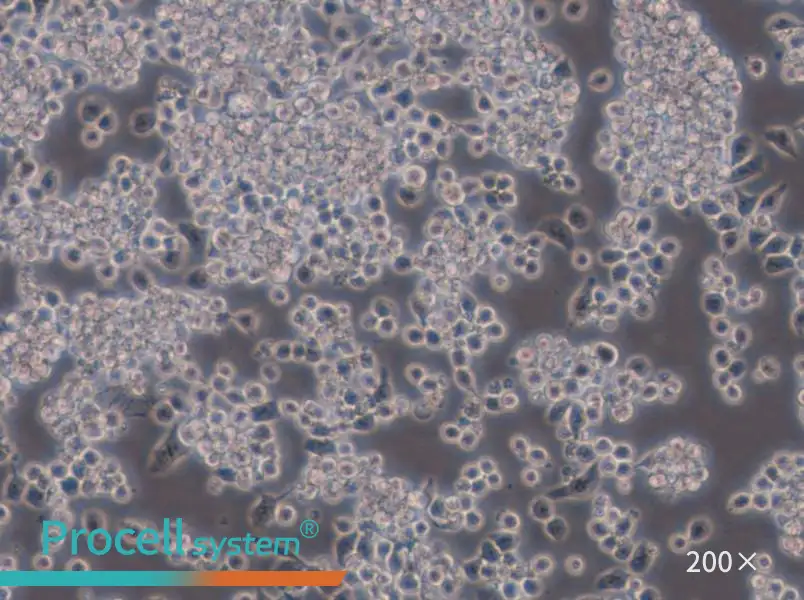 Y3-Ag 1.2.3 Cell Complete Medium - 5