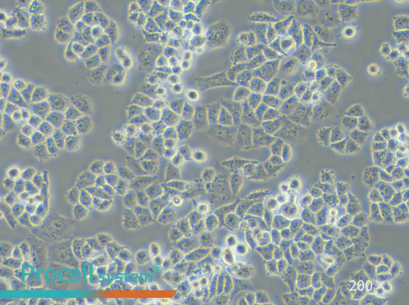 C-33 A Cell Complete Medium - small - 4