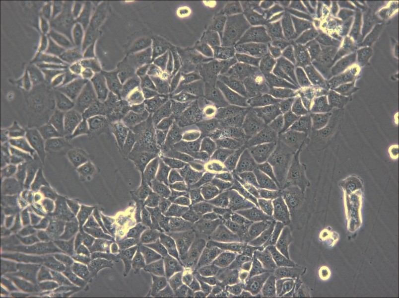 CMT93 Cell Complete Medium - small - 5