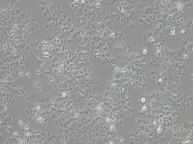 HuH-7 Cell Complete MediumHuH-7 Cell Complete Medium - 3