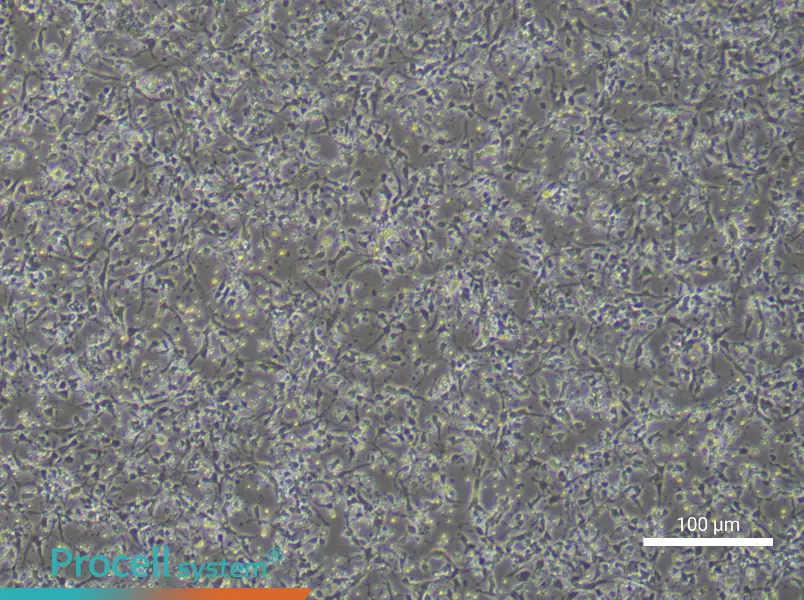 Mouse Dopamine Neuron Complete Medium - 1