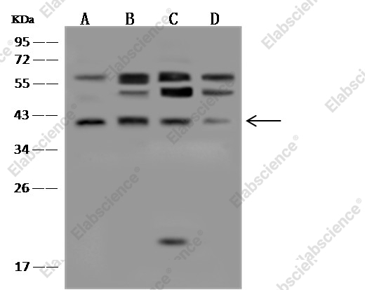 p38 alpha/MAPK14 Monoclonal Antibody - 4