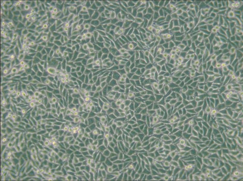 LM/TK [LMTK-] Cell Complete Medium - 5