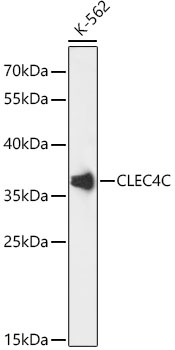 Western blot analysis of extracts of K-562 using CLEC4C Polyclonal Antibody at 1:3000 dilution.