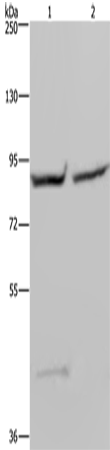 Western Blot analysis of 293T and Hela cell using GYS1 Polyclonal Antibody at dilution of 1:400