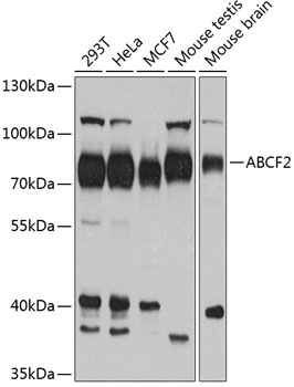 Western blot analysis of extracts of various cell lines using ABCF2 Polyclonal Antibody at 1:1000 dilution.