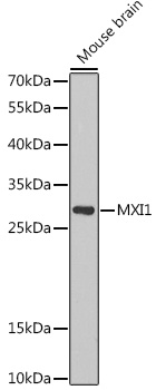 Western blot analysis of extracts of Mouse brain using MXI1 Polyclonal Antibody at 1:1000 dilution.