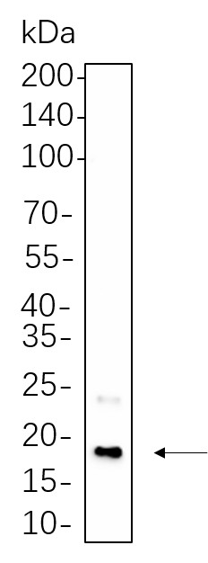 Recombinant CENP-A Monoclonal Antibody-searchlist-1