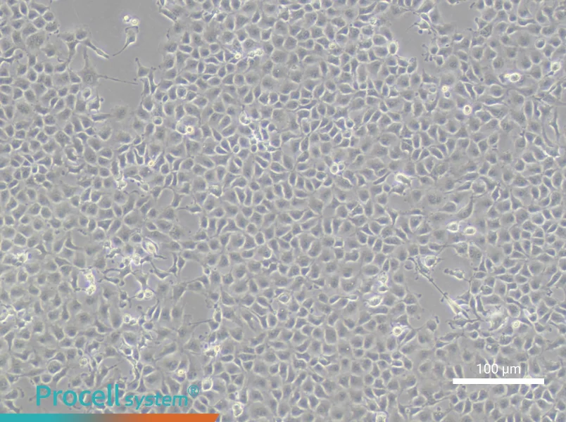 RK 13 Cell Complete MediumRK 13 Cell Complete Medium - 1