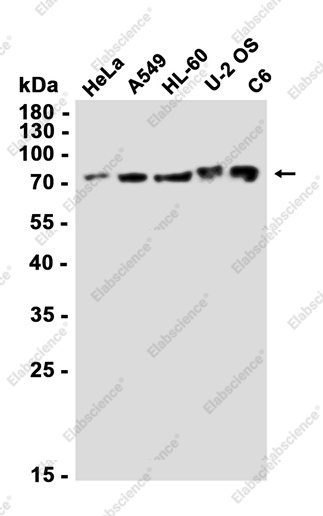 Recombinant Protein CASP Monoclonal Antibody - 2