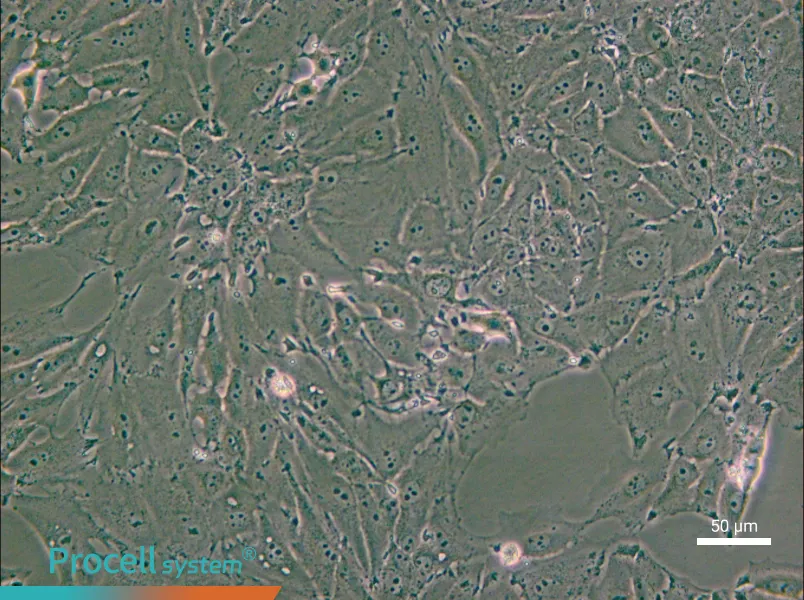 PED Cell Complete Medium - small - 4