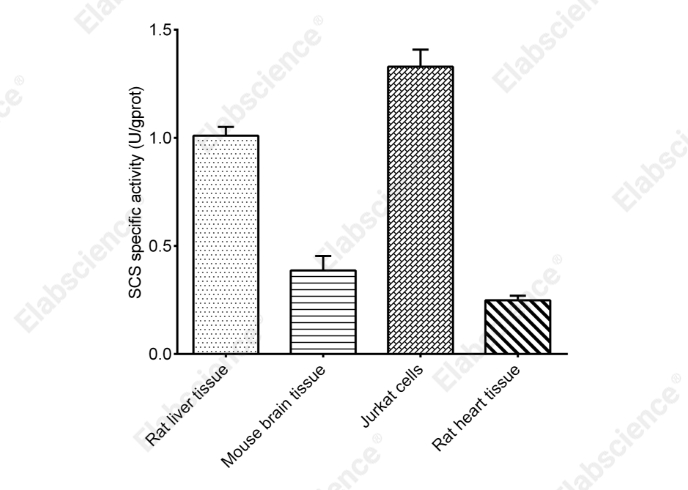 Succinyl-CoA Synthetase (SCS) Activity Assay Kit  - 2