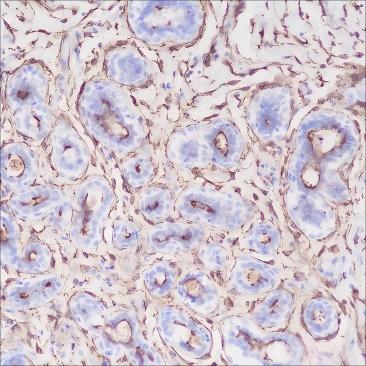 Recombinant CD13 Monoclonal Antibody - 2