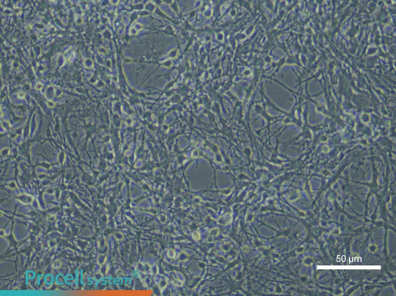 Mouse Astrocyte Complete Medium - small - 5