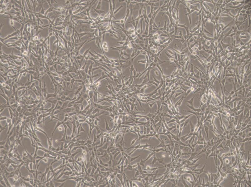 ES-2 Cell Complete MediumES-2 Cell Complete Medium - 3