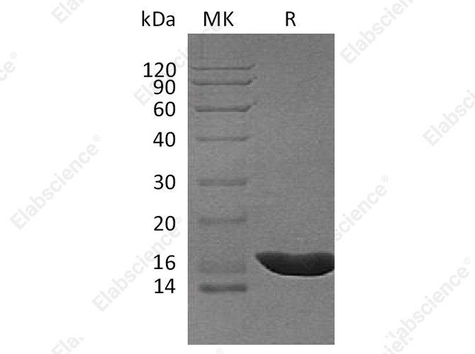 Recombinant Cavia porcellus IL-1b/IL-1 beta/IL-1F2 Protein (His Tag) - 1