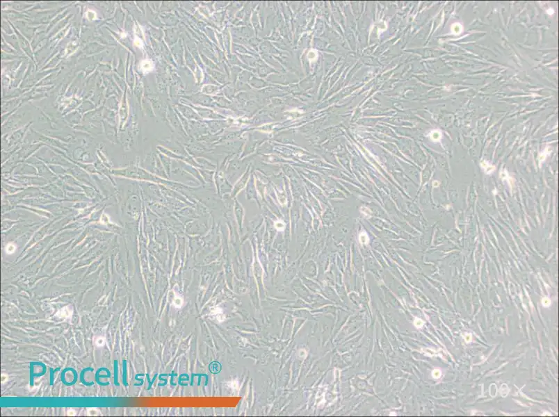 HS 683 Cell Complete Medium - 1