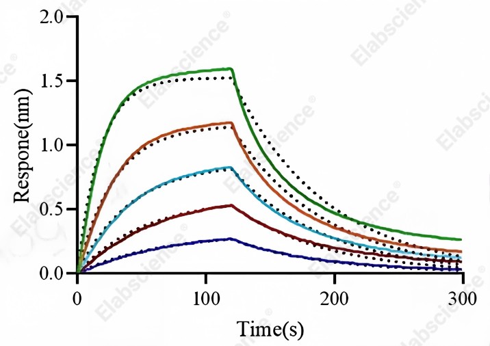 Recombinant Mouse CD64/FCGR1 Protein (His&AVI Tag), Biotinylated - 3