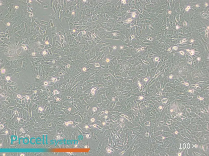 SW872 (L15) Cell Complete MediumSW872 (L15) Cell Complete Medium - 2